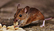 24 Hour & Emergency Exterminators in Sheldon, NY